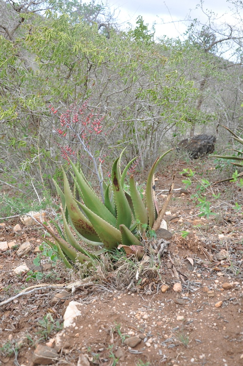 Aloe secundiflora photo 7