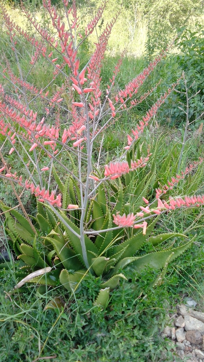 Aloe secundiflora photo 8