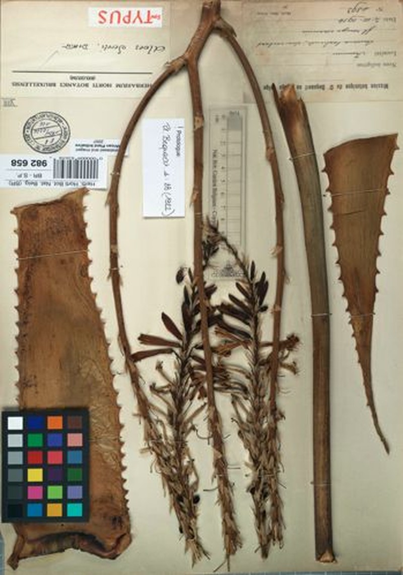 Aloe seretii
