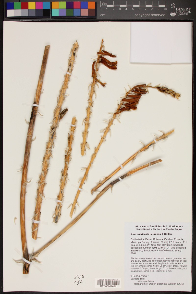 Aloe shadensis
