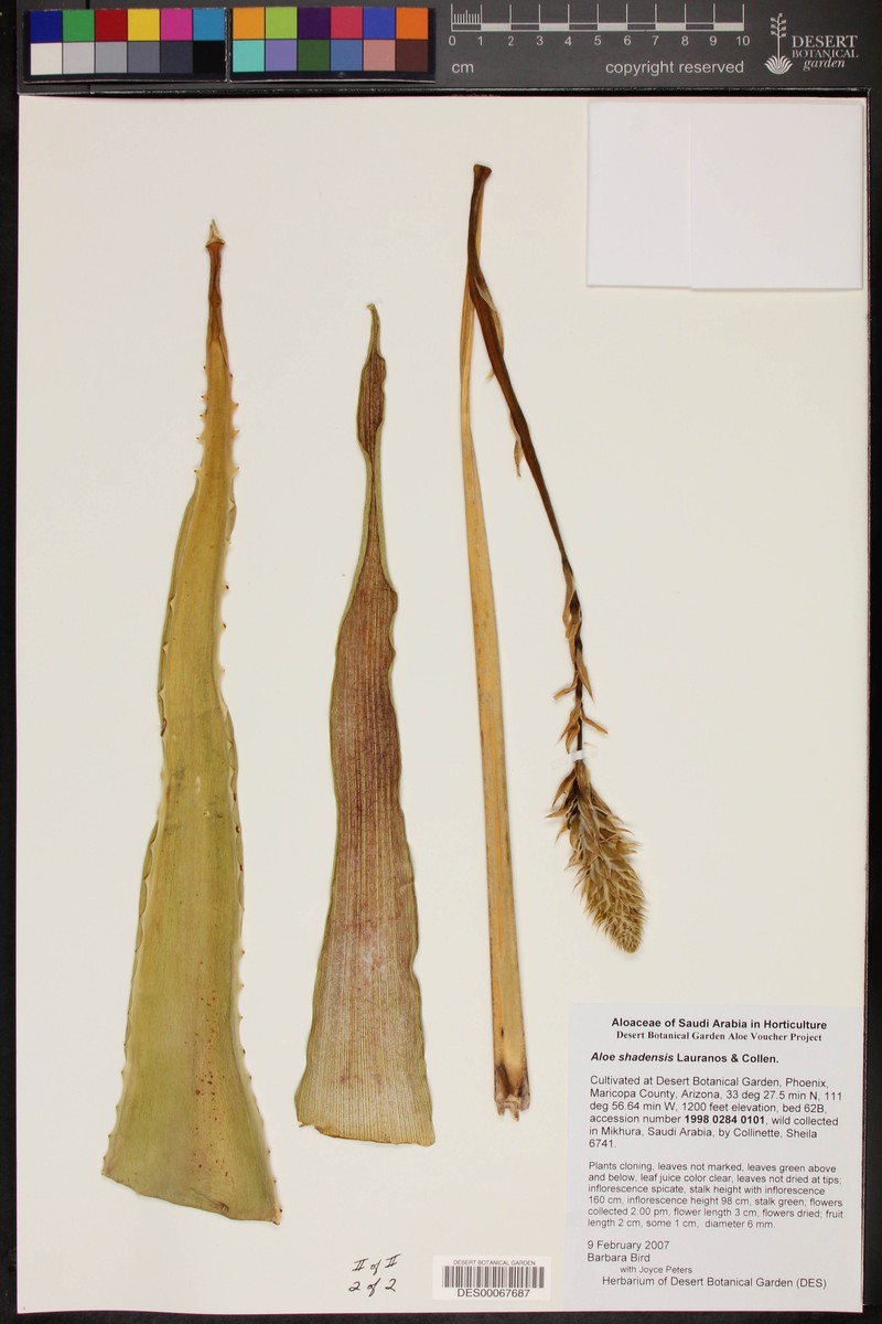 Aloe shadensis photo 2