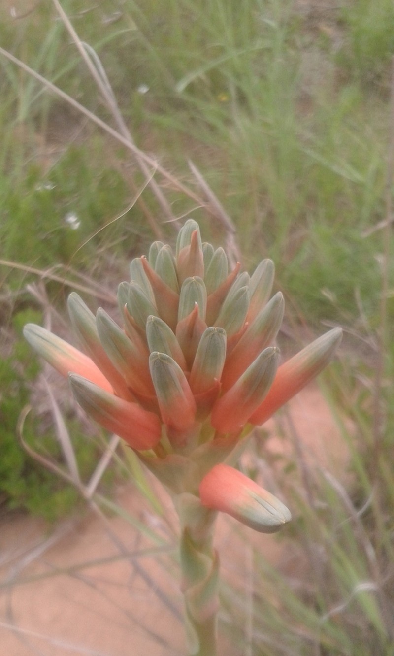 Aloe sharoniae