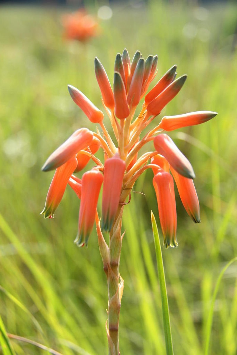 Aloe sharoniae photo 2