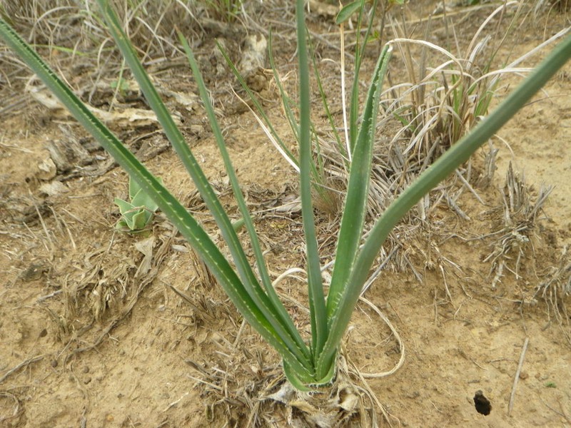 Aloe sharoniae photo 3