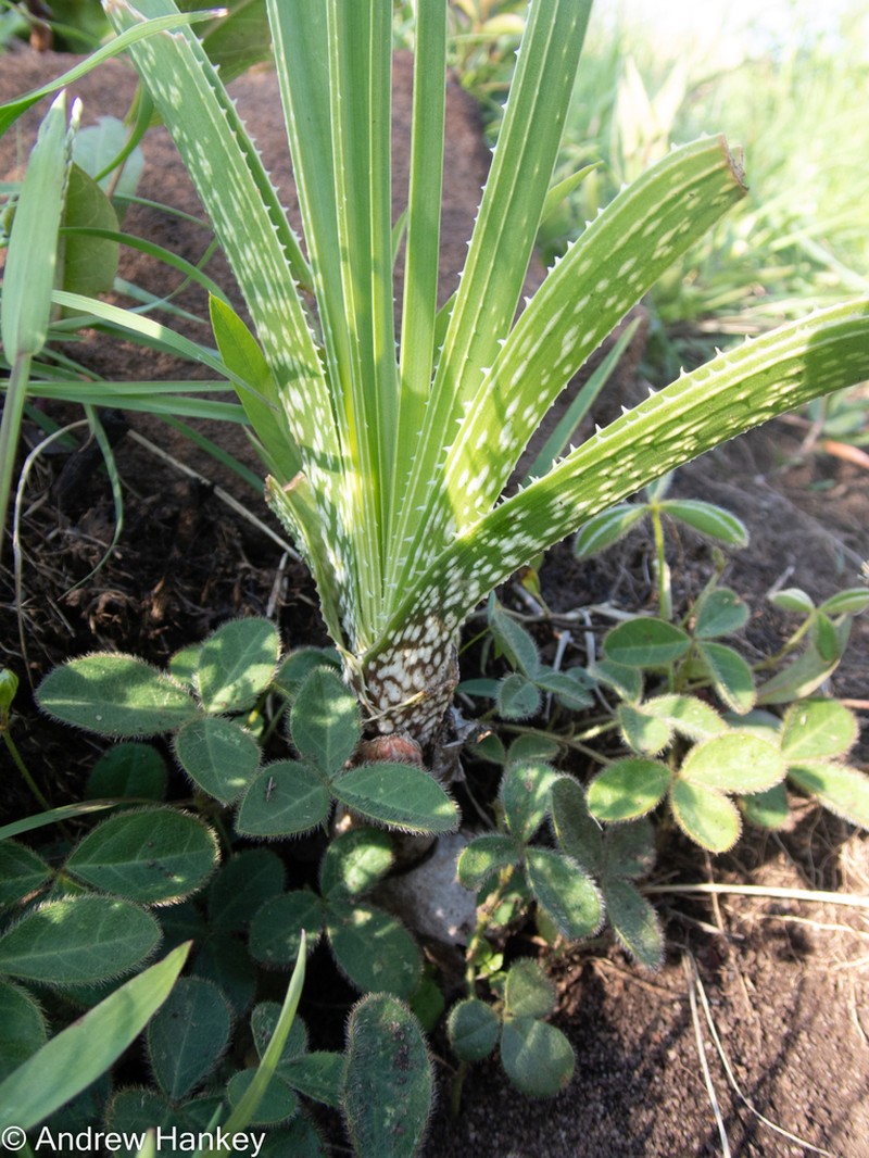 Aloe sharoniae photo 4