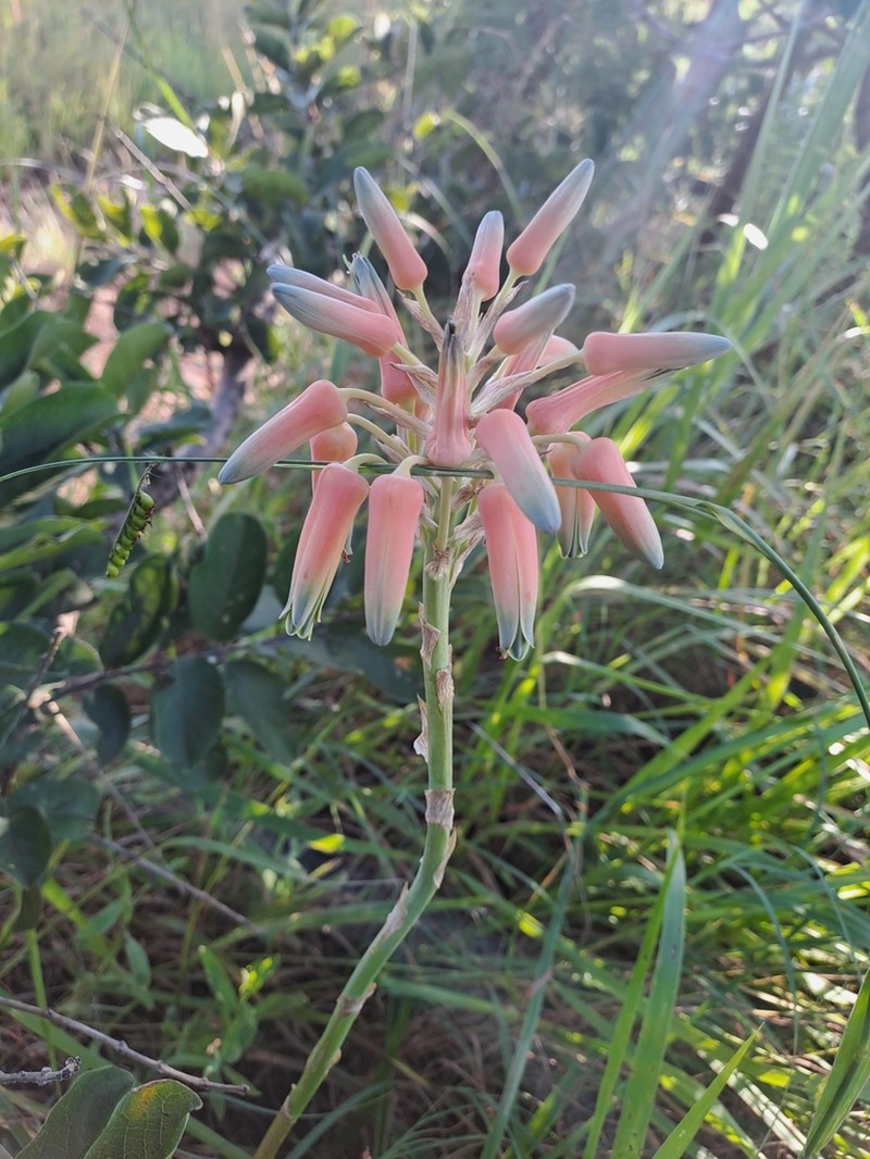 Aloe sharoniae photo 6