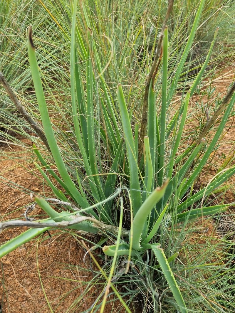 Aloe sharoniae photo 8