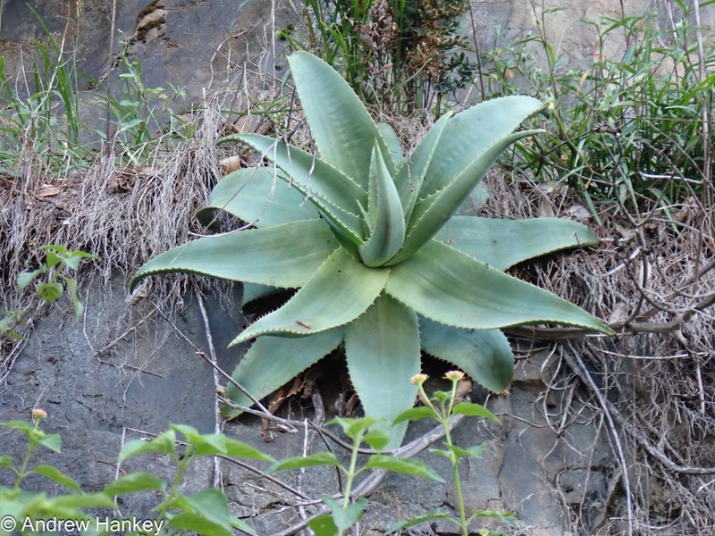 Aloe simii
