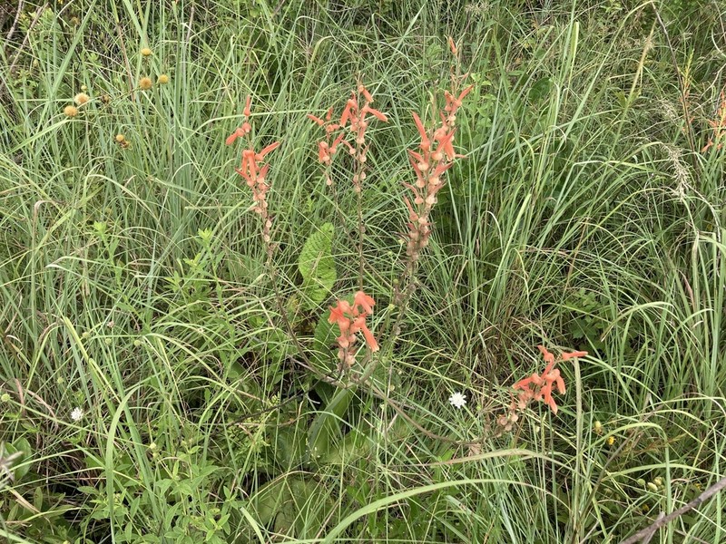 Aloe simii photo 2