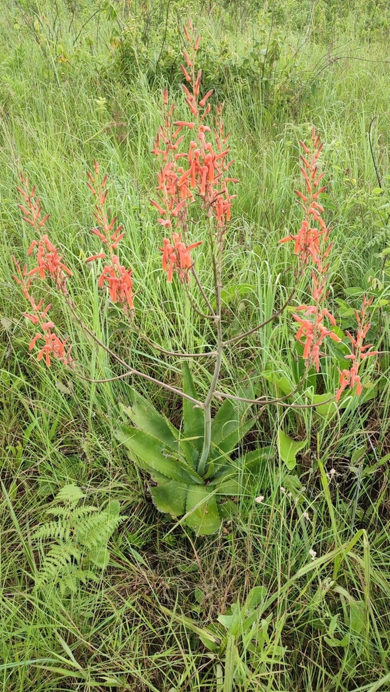 Aloe simii photo 3