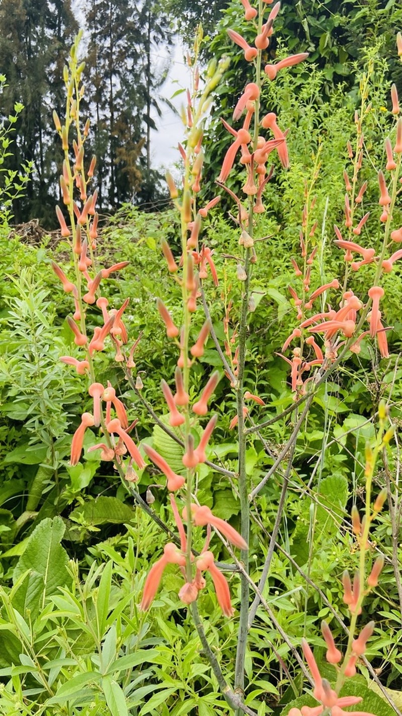 Aloe simii photo 6