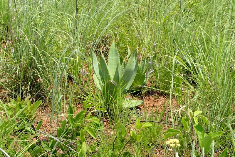Aloe simii photo 7