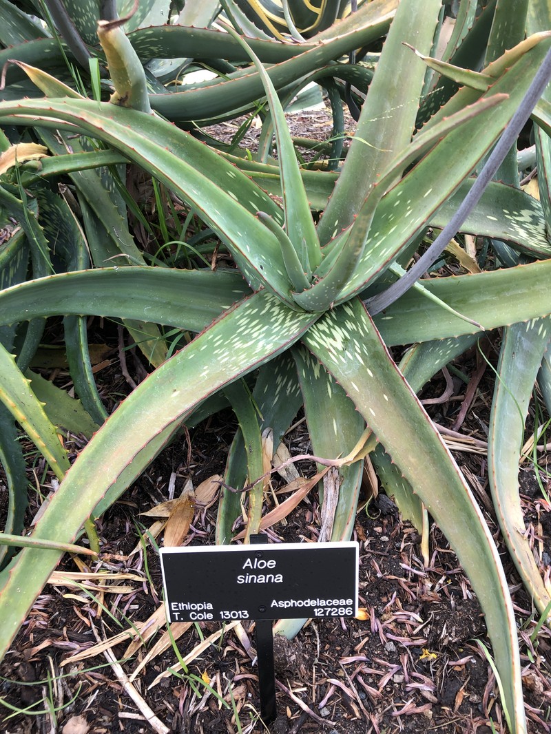 Aloe sinana