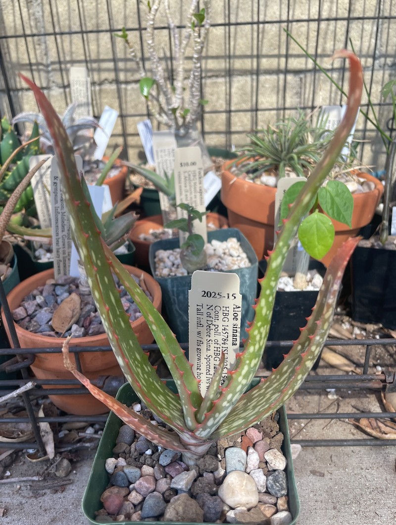 Aloe sinana photo 2