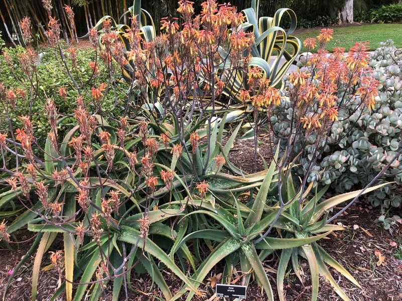 Aloe sinana photo 3