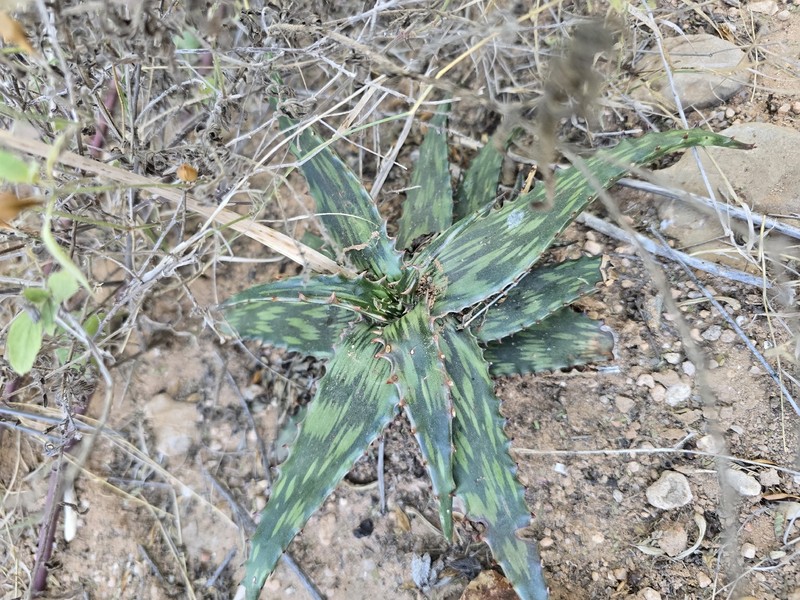 Aloe somaliensis photo 3