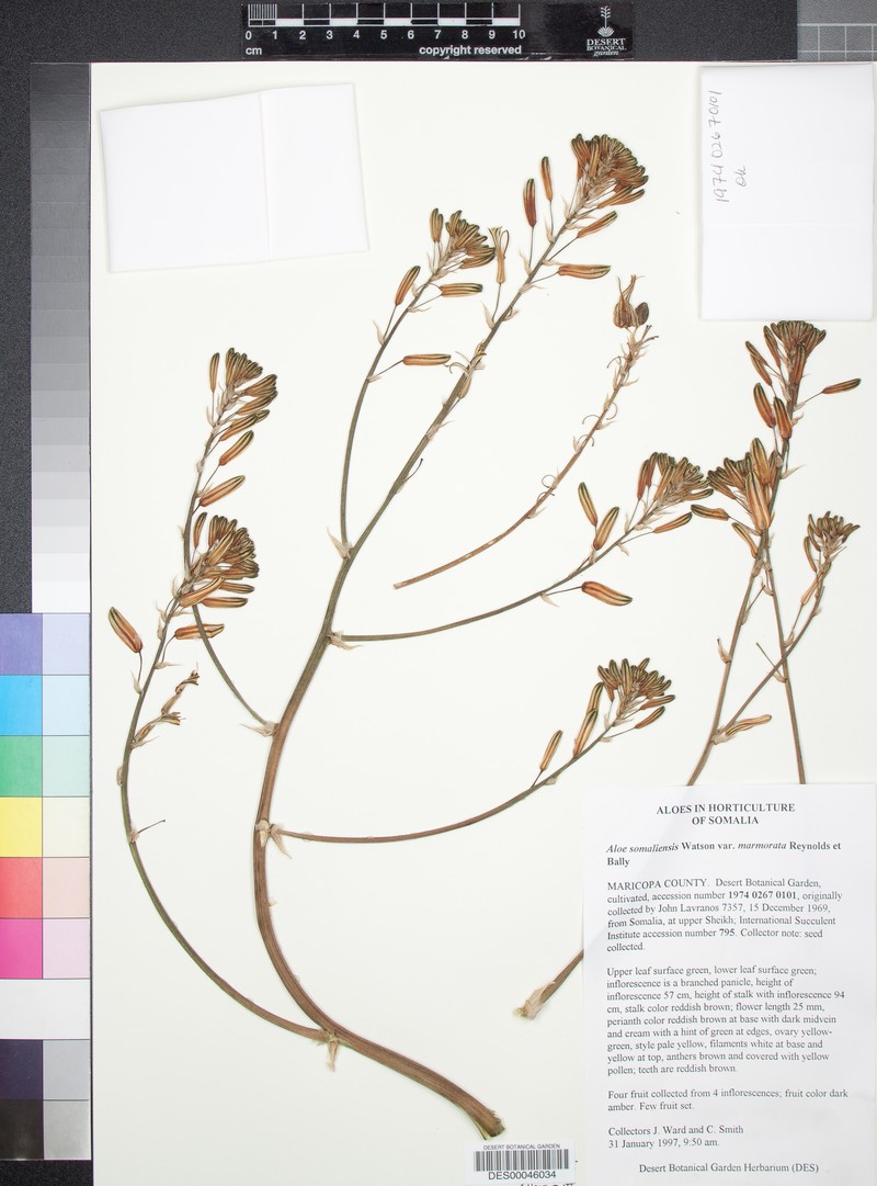 Aloe somaliensis photo 4