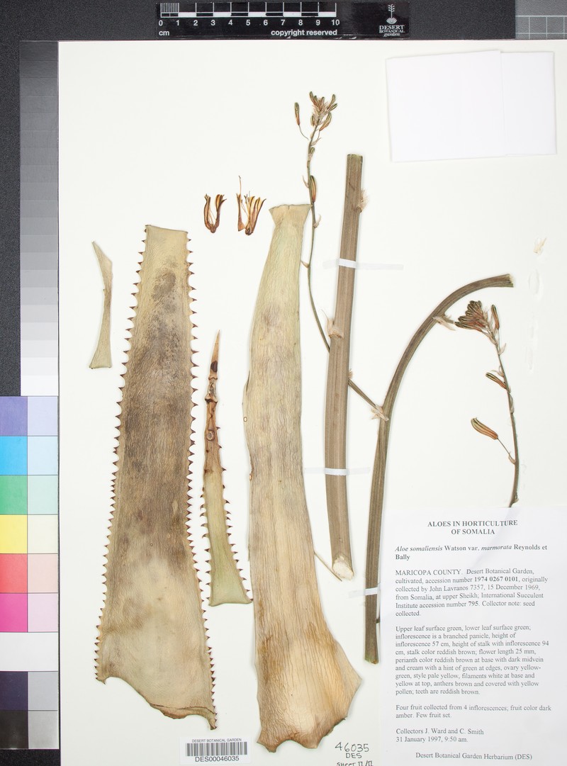 Aloe somaliensis photo 5