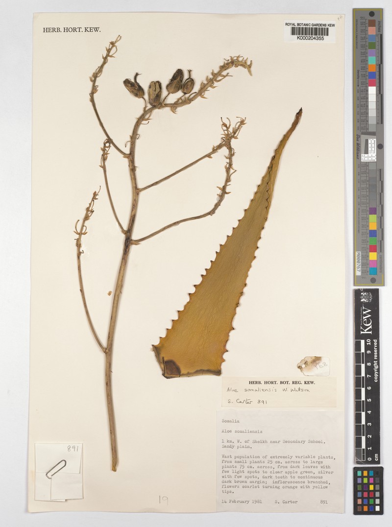 Aloe somaliensis photo 6