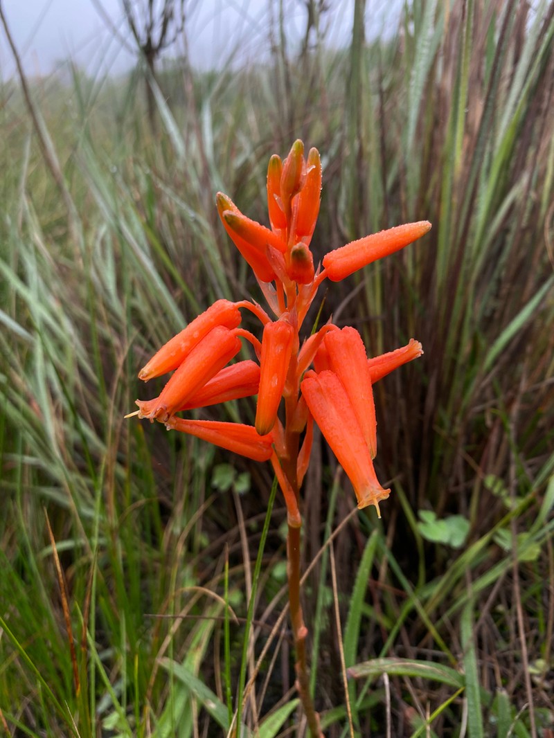 Aloe soutpansbergensis photo 2