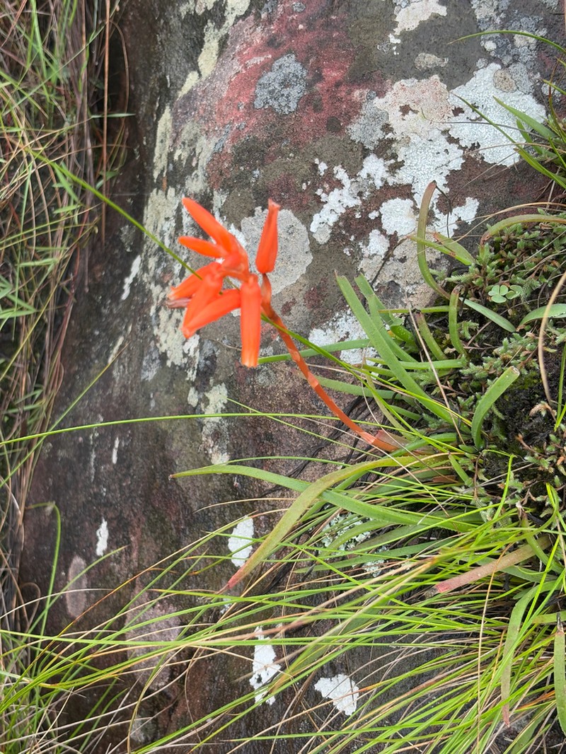 Aloe soutpansbergensis photo 3