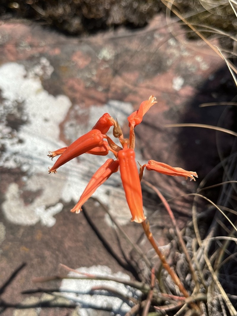 Aloe soutpansbergensis photo 4