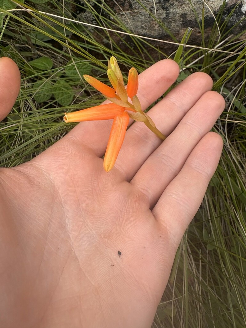 Aloe soutpansbergensis photo 5
