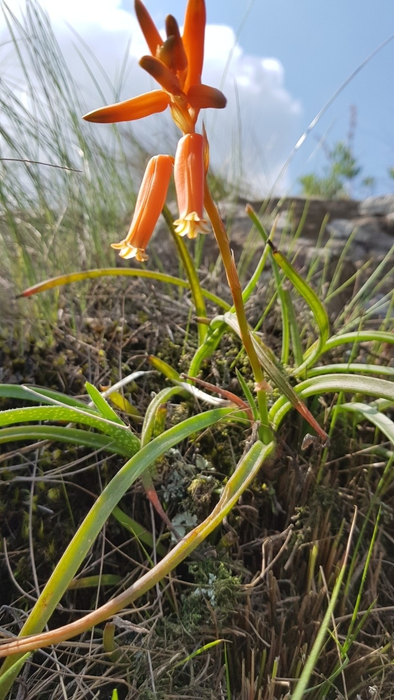 Aloe soutpansbergensis photo 8