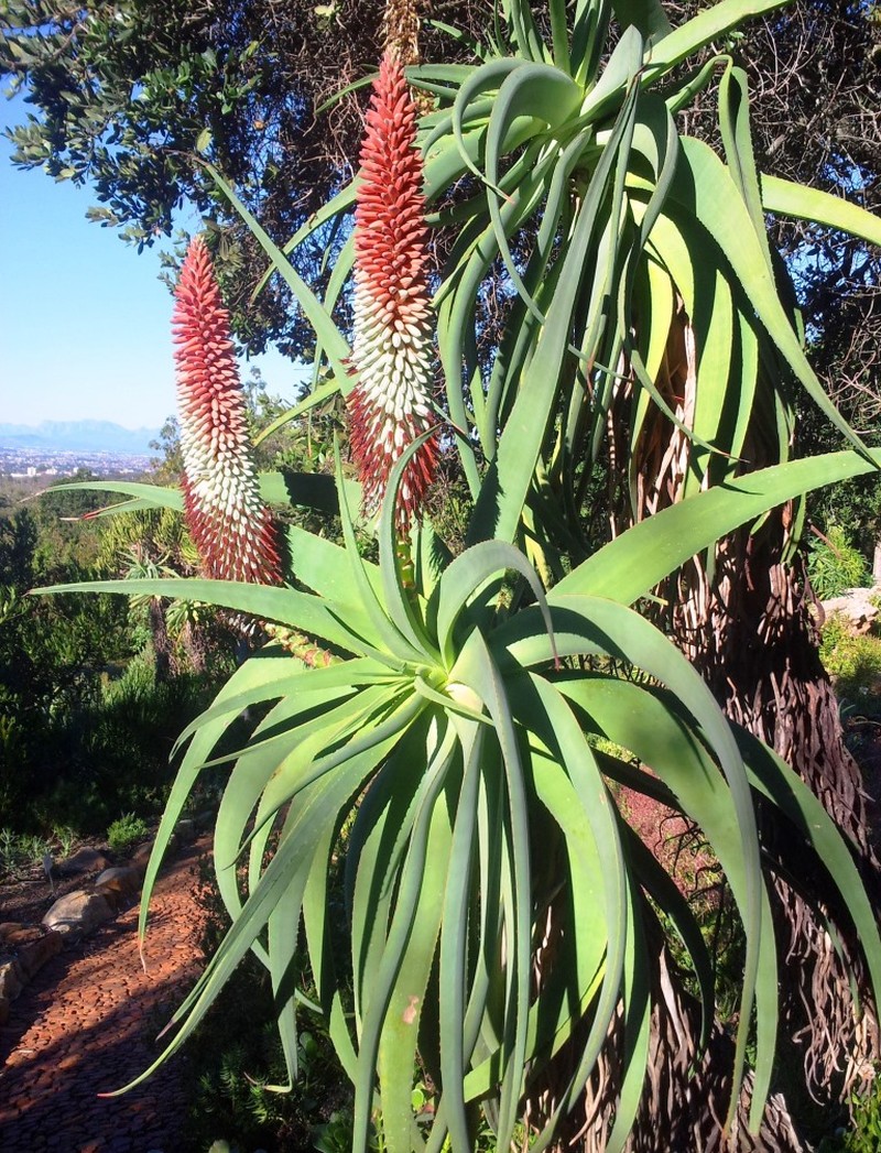 Aloe speciosa