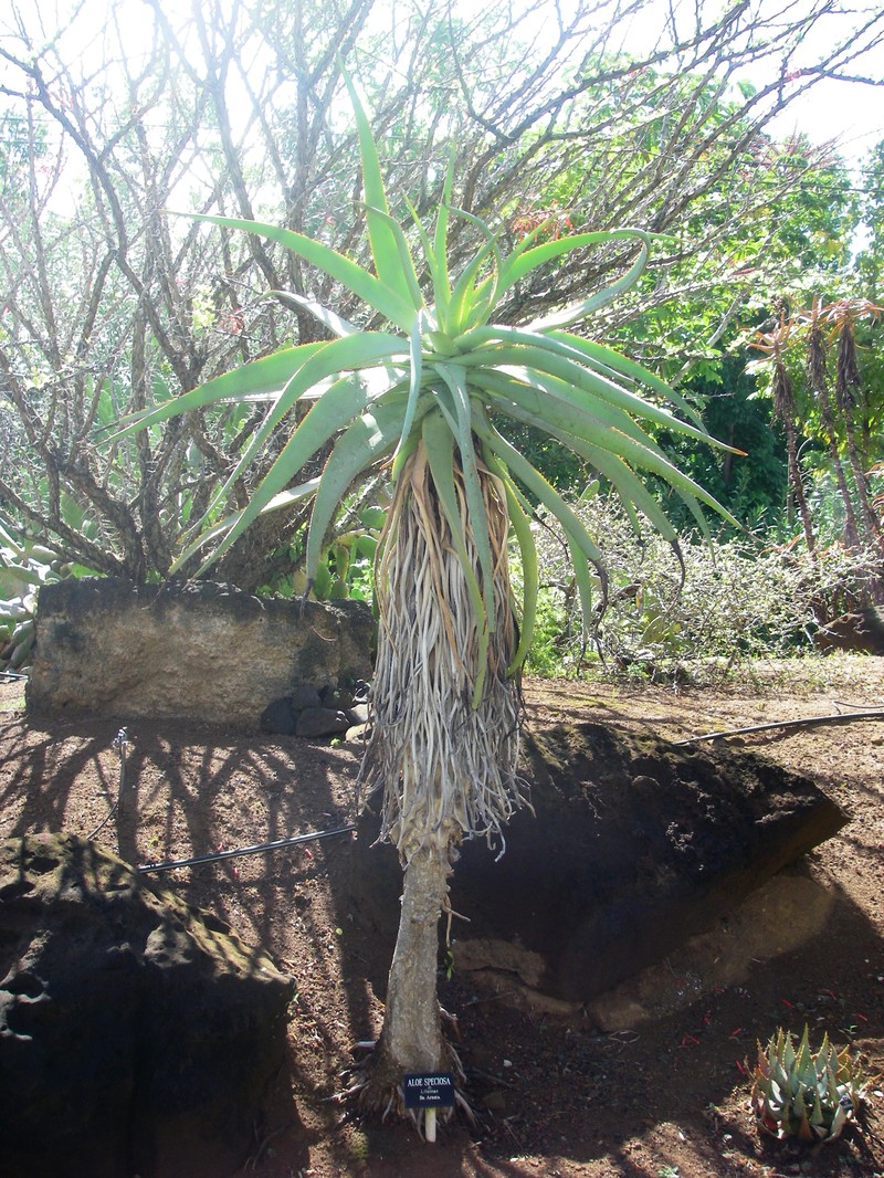 Aloe speciosa photo 2