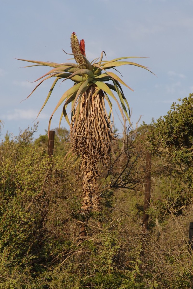 Aloe speciosa photo 4