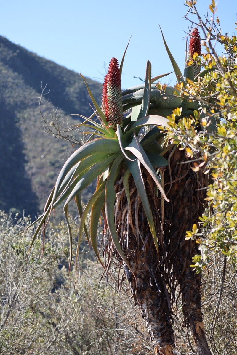 Aloe speciosa photo 5