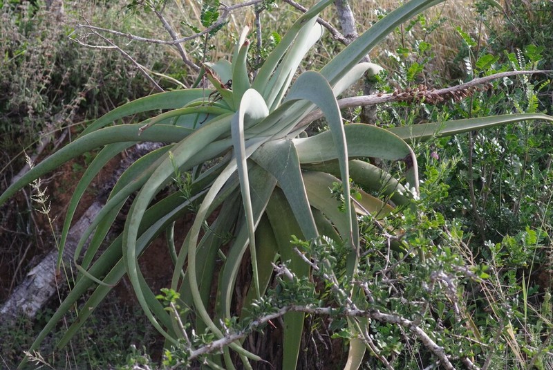Aloe speciosa photo 6