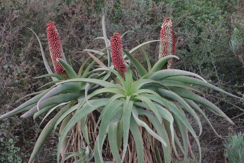 Aloe speciosa photo 7