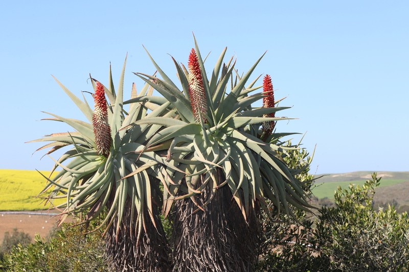 Aloe speciosa photo 8