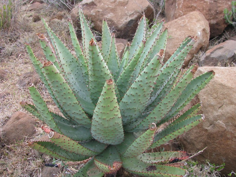 Aloe spectabilis photo 2