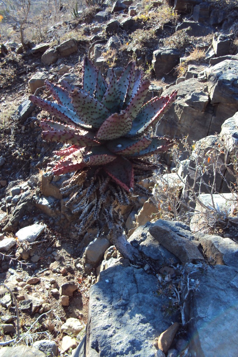 Aloe spectabilis photo 3