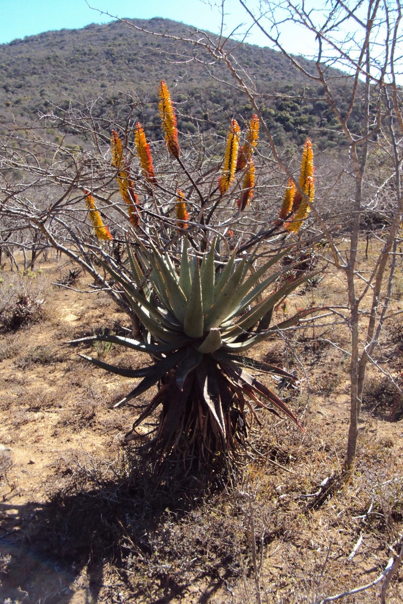 Aloe spectabilis photo 4
