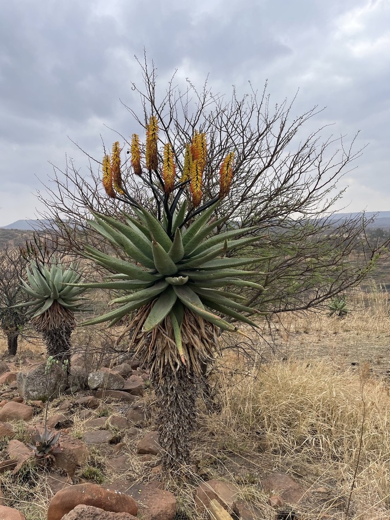 Aloe spectabilis photo 5