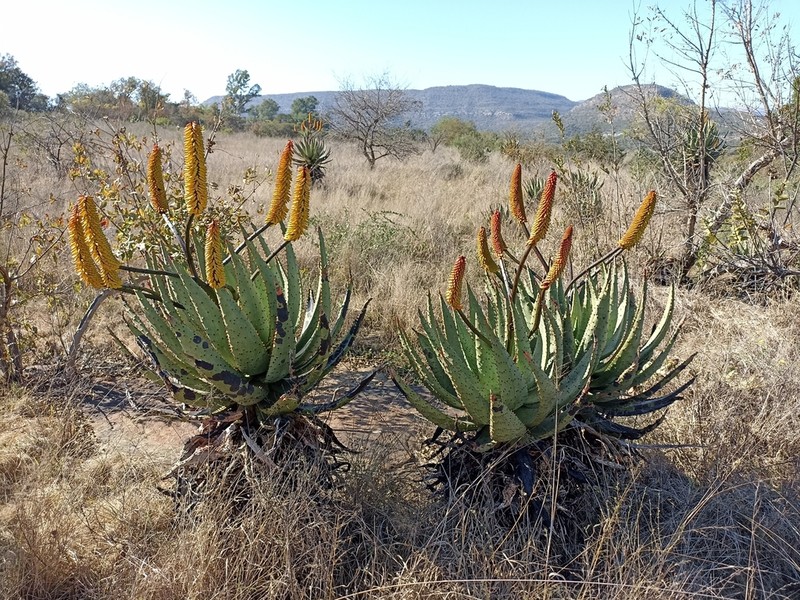Aloe spectabilis photo 6