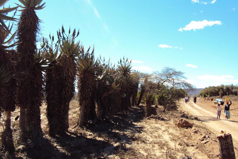 Aloe spectabilis photo 7