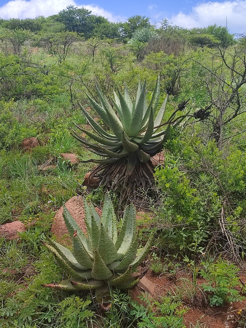 Aloe spectabilis photo 8