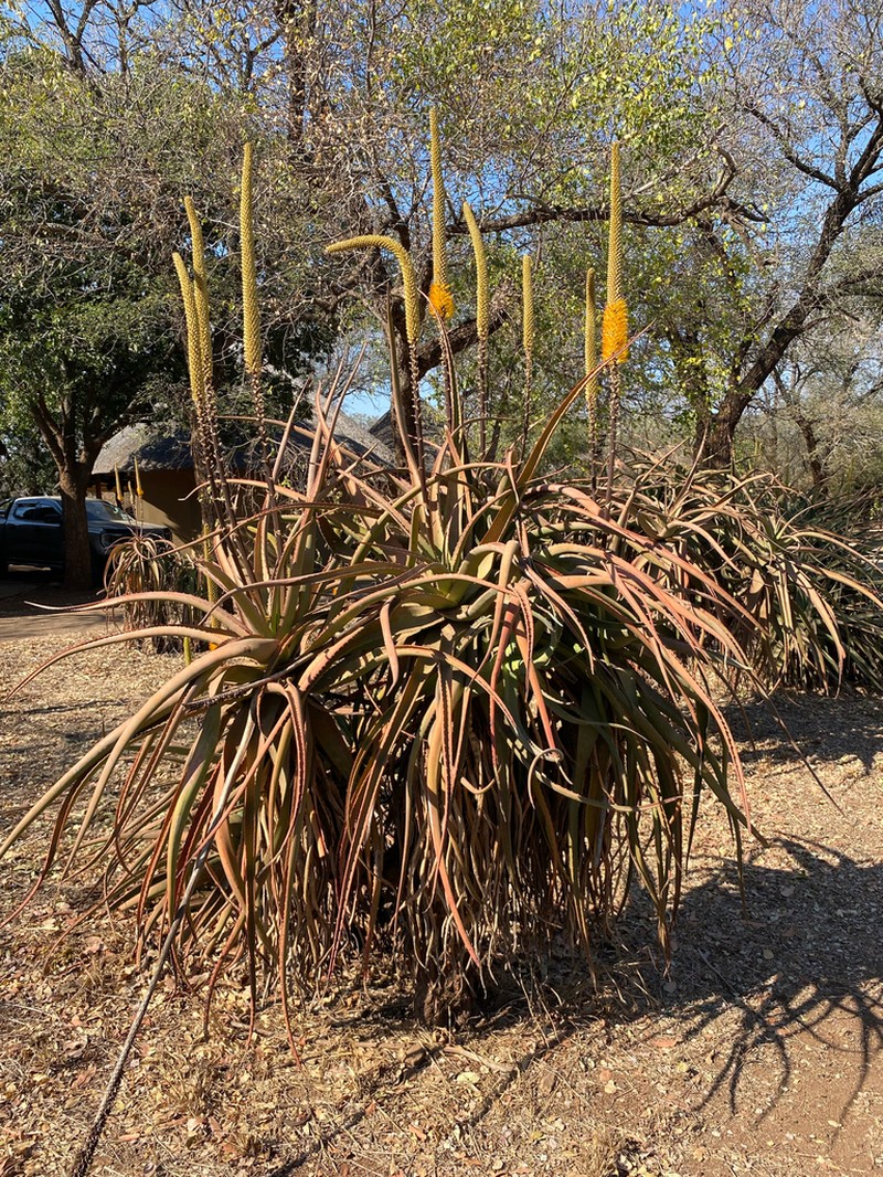 Aloe spicata photo 2