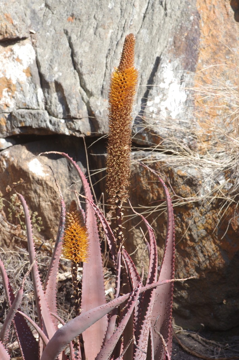 Aloe spicata photo 3