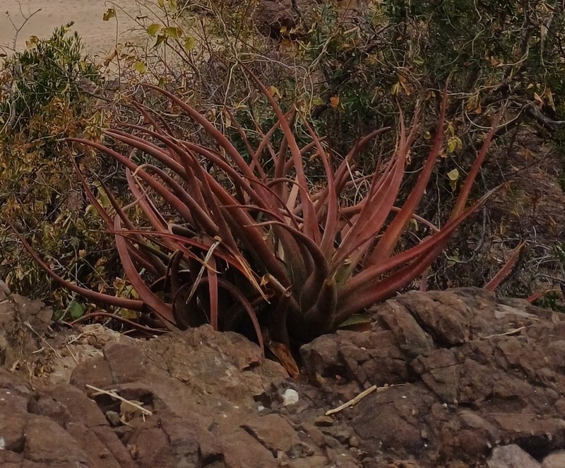 Aloe spicata photo 5
