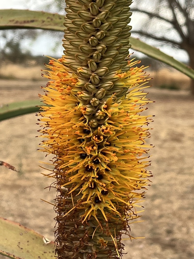 Aloe spicata photo 6