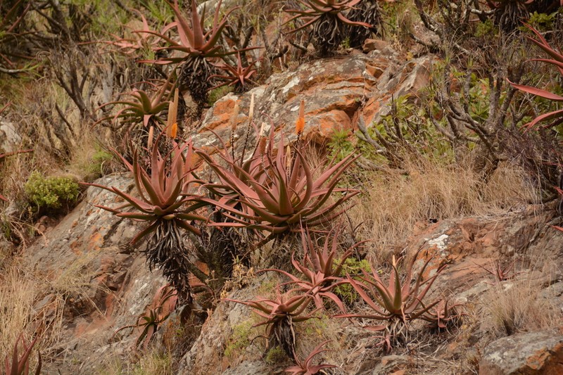 Aloe spicata photo 7