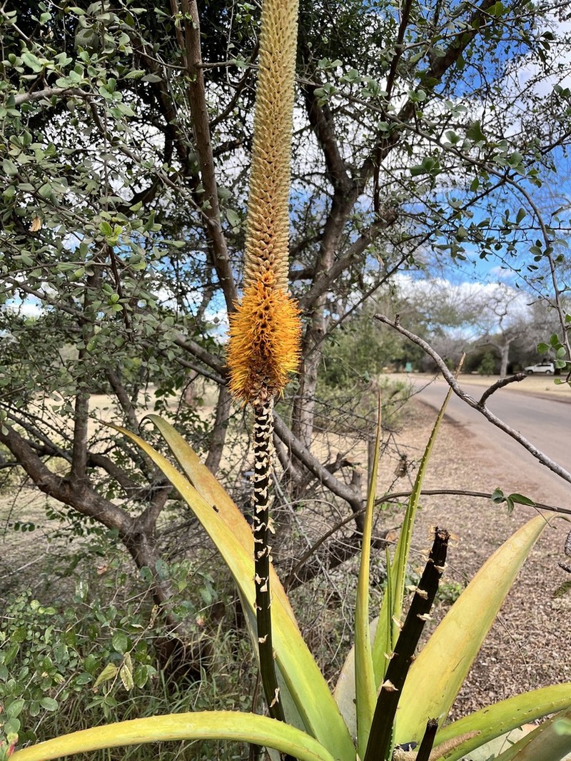 Aloe spicata photo 8