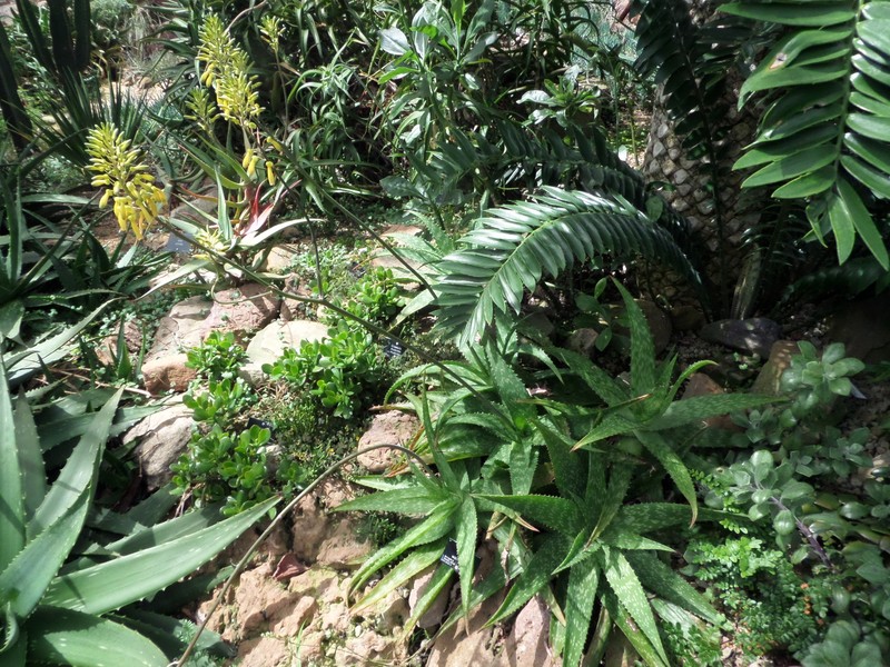 Aloe springatei-neumannii