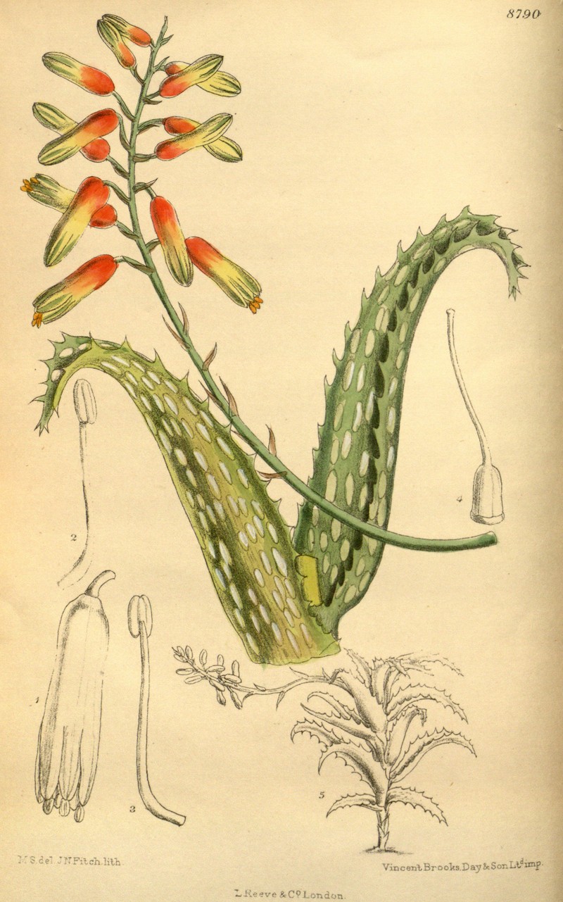 Aloe squarrosa
